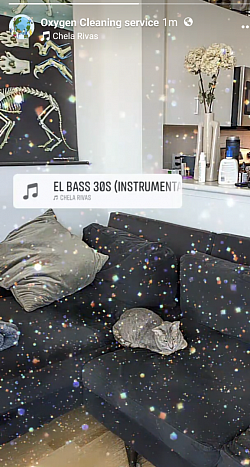 Pet friendly cleaning options